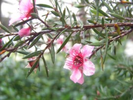 Copyright Manuka Honey USA 2012+ Manuka Honey Flower – Photo by Elaine S.