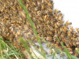 Copyright Manuka Honey USA 2012+ New Zealand Beehive – Photo by Elaine S.