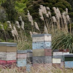 Manuka Honey USA Copyright 2012+ New Zealand Bee Hives - Photo by Elaine S.