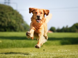 dogs and honey dogs, honey, pet care