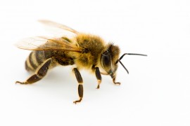 Isolated honeybee honeybee, honey bee