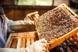 Beekeeper honey bee, honeybee