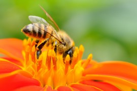 honeybee honey, bee, conservation