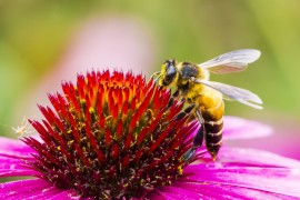 National Honey Bee Day honey bee, honeybee