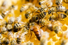 Gene Bank For Honeybees bee colony, beekeeping