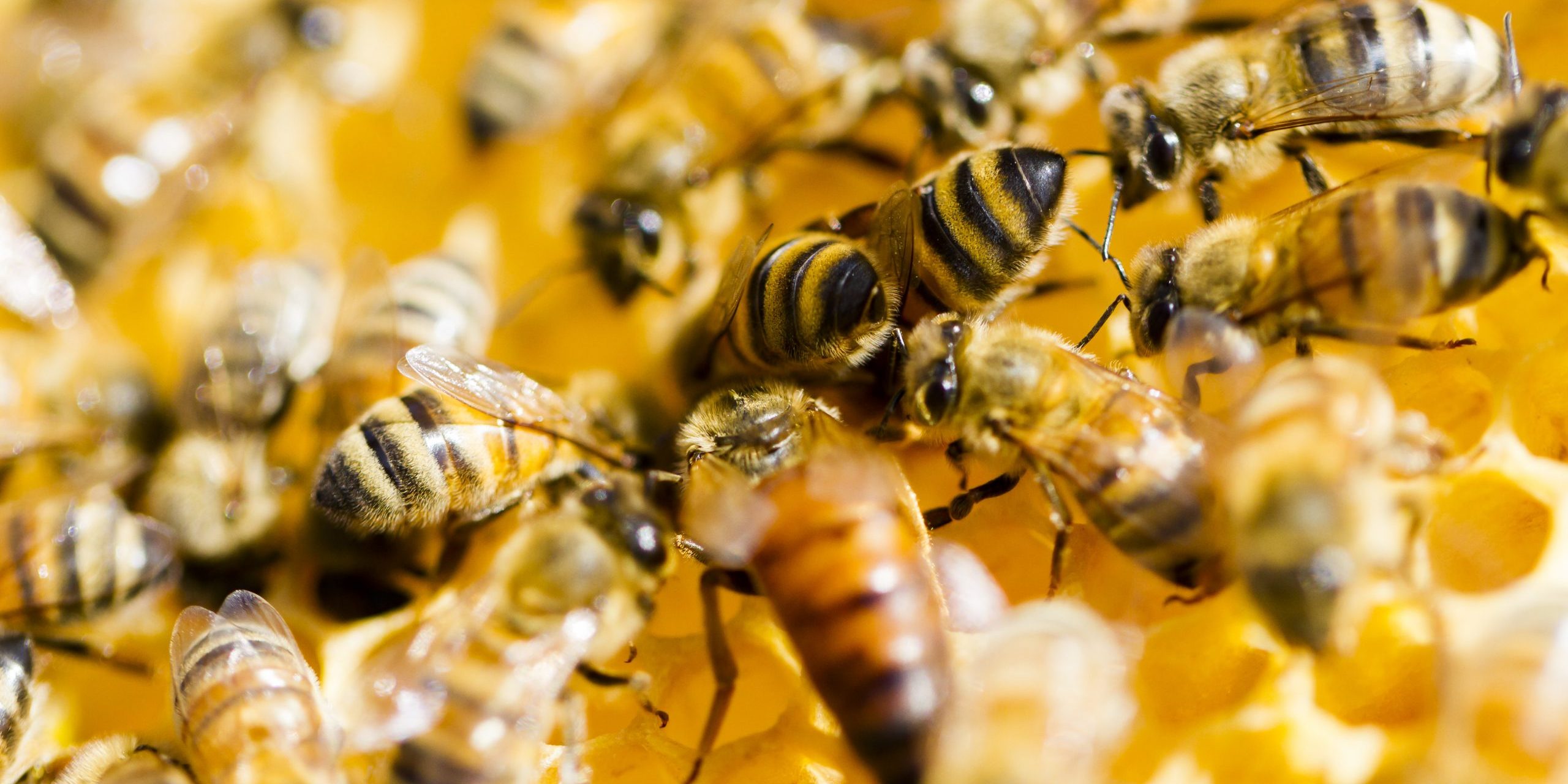 A Gene Bank for Honeybees - Manuka Honey USA