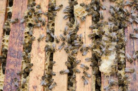 Honeybees honey bee, bee colony, manuka honey