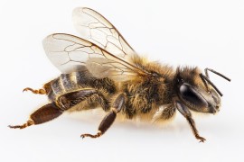 Bee Venom bee venom, apitherapy