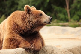 bears and honey honey, bears
