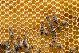 bees on honeycells making honey, worker bees