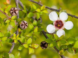 Detail of manuka flower