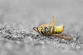honey bee population bee colony collapse