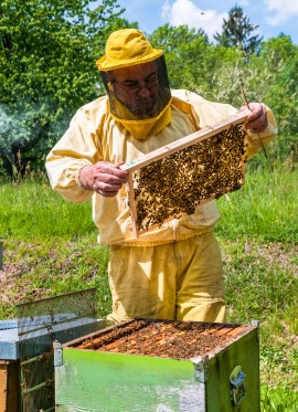 making honey Carolina Inn making honey