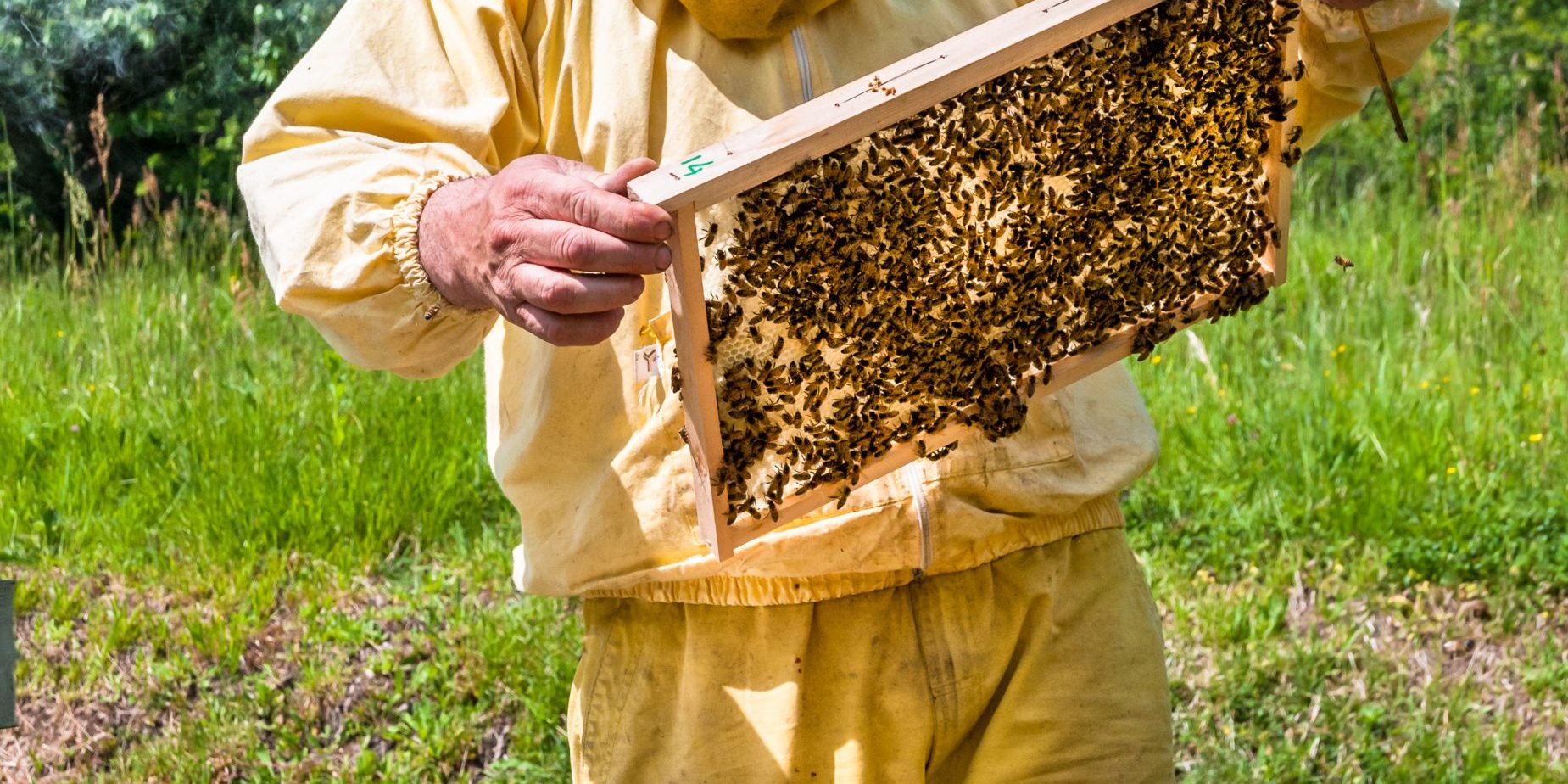 The History of Beekeeping