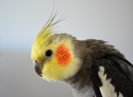 cockatiel food manuka honey