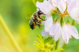 save the bees bee colony collapse disorder