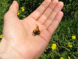dead bee bee colony collapse disorder