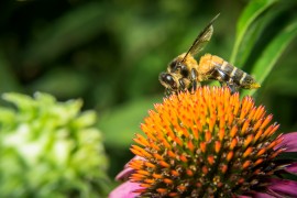 Cincinnati Zoo safe haven for bees honeybee, bee colony collapse disorder