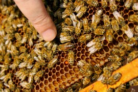 Honeybee Colonies honeybee colonies, hive communication, varroa mites