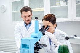 bacteria for honeybees bee colony collapse disorder
