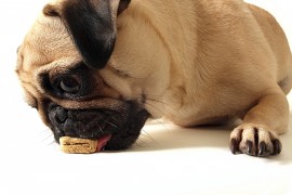 dog eating treat dog treats, honey dog treats, manuka honey