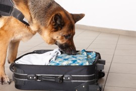 K-9 Sniffing Dog drug sniffing honey bee, honeybee