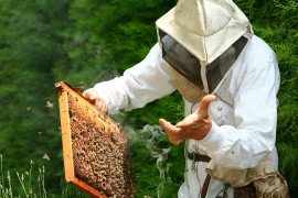 Beekeeping manuka honey, honeybee swarms, rehoming hives, cowboy hives