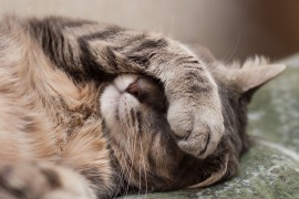honey and animals honey treatments, catnip