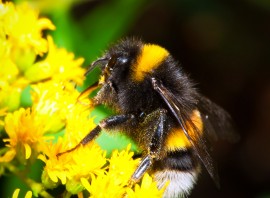 Bumblebee manuka honey, bee