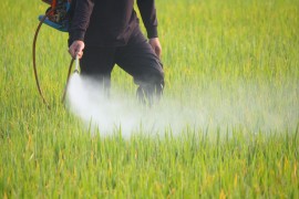pesticides honey bee, colony collapse disorder, ccd