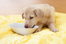 pets eating manuka honey pet food, natural pet food, honeybee