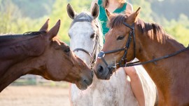 horse care manuka honey horse wounds, horse wound treatment