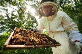 beekeeper beekeeper, honey, conservation, hivemind, manuka honey