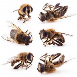 colony collapse disorder bee colony collapse, honey bee