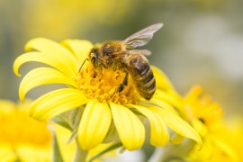 bee pollen manuka honey, health tips, health benefits