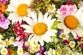wild flowers feeding bees,