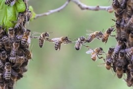 bee infested island manuka honey business