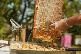 beekeeper beekeeping, manuka honey