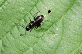 Argentine Ant colony collapse disorder