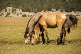 foals equine health, manuka honey