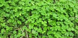Green leaves of clover manuka honey, honey bees