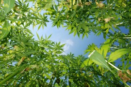 Industrial hemp hemp honey