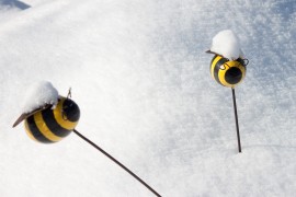 bees in the winter honeybee