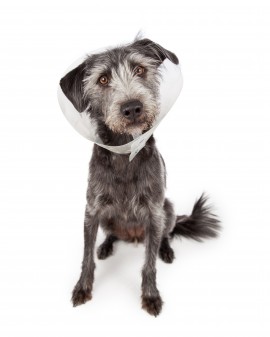 hunting dog injured manuka honey remedy for dogs