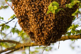 Honeybee Swarm honeybee, colony collapse disorder, Muhammad Ali,