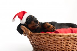 dog christmas NY, Animal Shelter, Christmas Trees, Auction