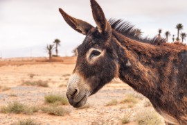 Brown donkey manuka honey remedy