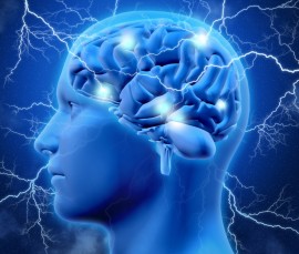 human brain honey bee brain