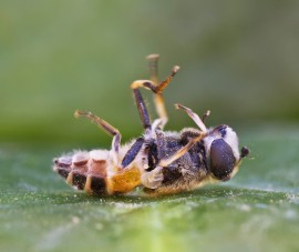 dead bee colony collapse disorder. CCD