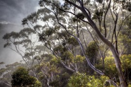 Eucalypt Forest manuka honey plants